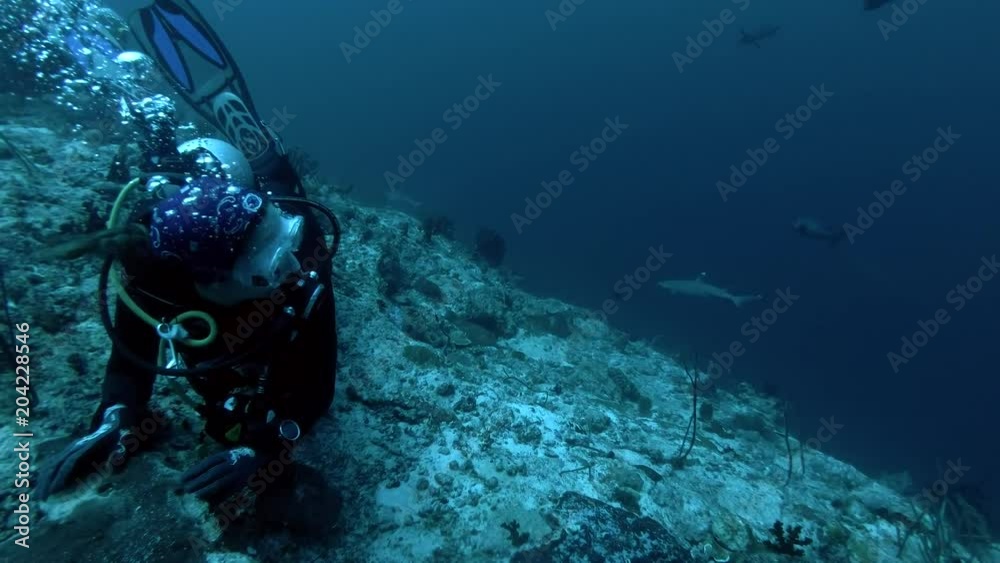 Female scuba diver looks at shark near reef. Whitetip reef shark (Triaenodon obesus), Indian Ocean, Maldives
Female scuba diver looks at shark near reef. Whitetip reef shark (Triaenodon obesus), Indian Ocean, Maldives