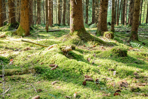 Understory in the Perlacher Forst photo