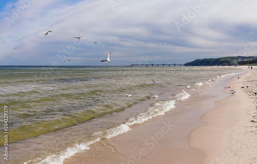 gulls flying over the Baltic Sea