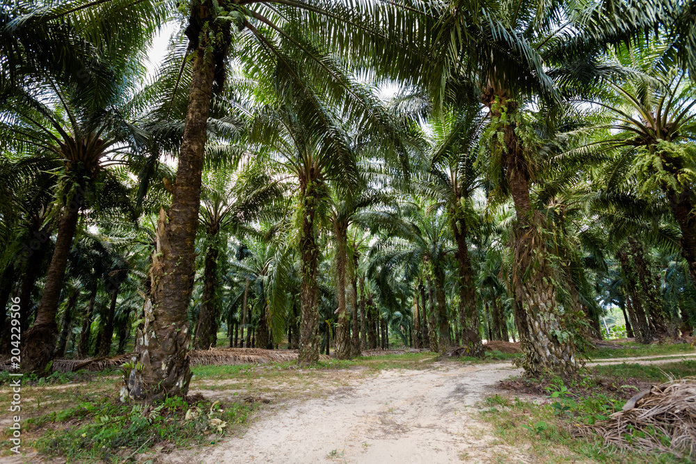 Oil palm plantation in Krabi