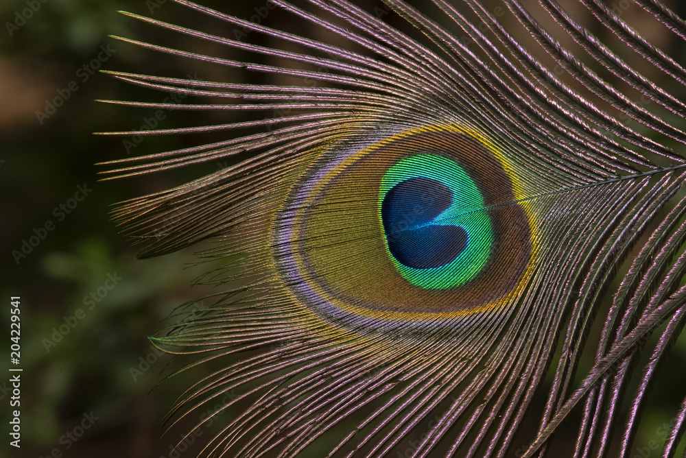 Obraz premium Closeup green peafowl feathers