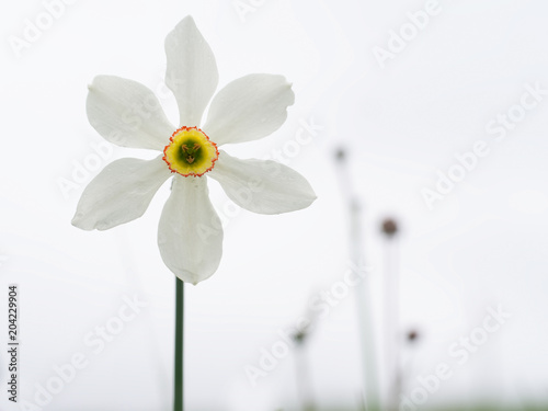 Fototapeta Naklejka Na Ścianę i Meble -  Logarghena in Lunigiana, Italy. Wild narcissus flower against sky.Narcissus poeticus.