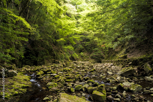 新緑の沢