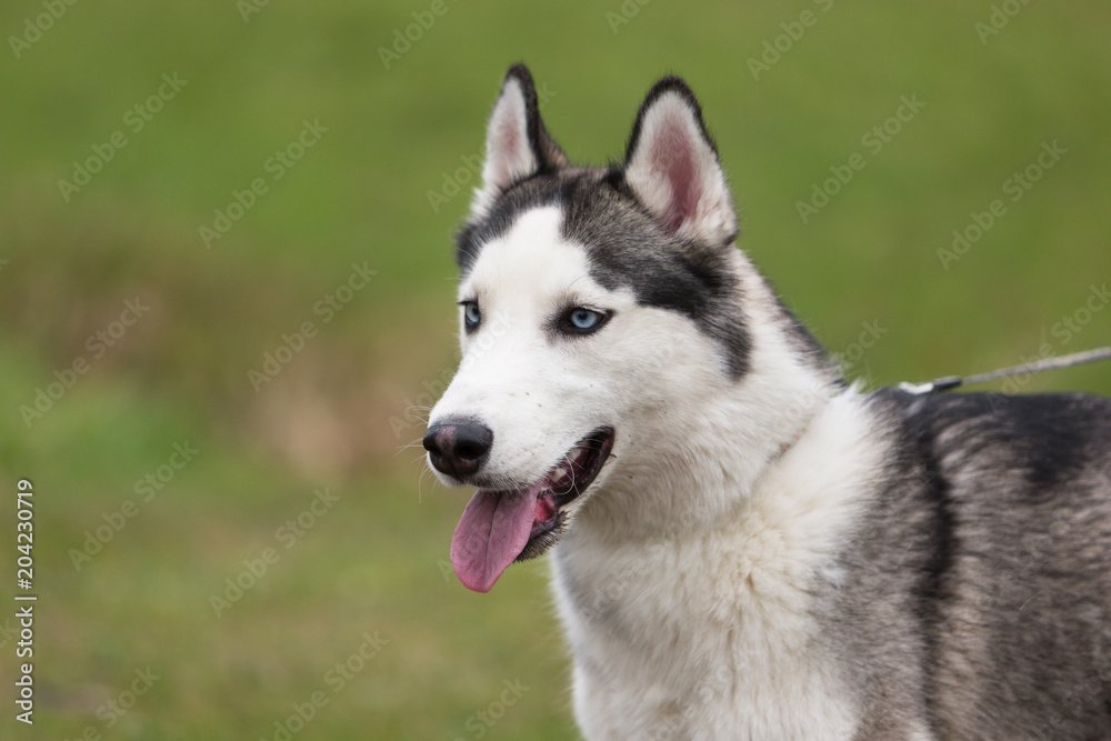 Portrait of grey-white husky