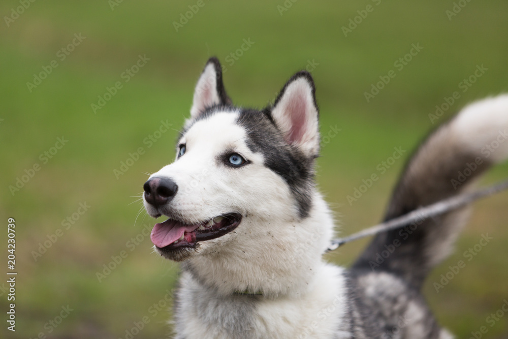 Portrait of grey-white husky