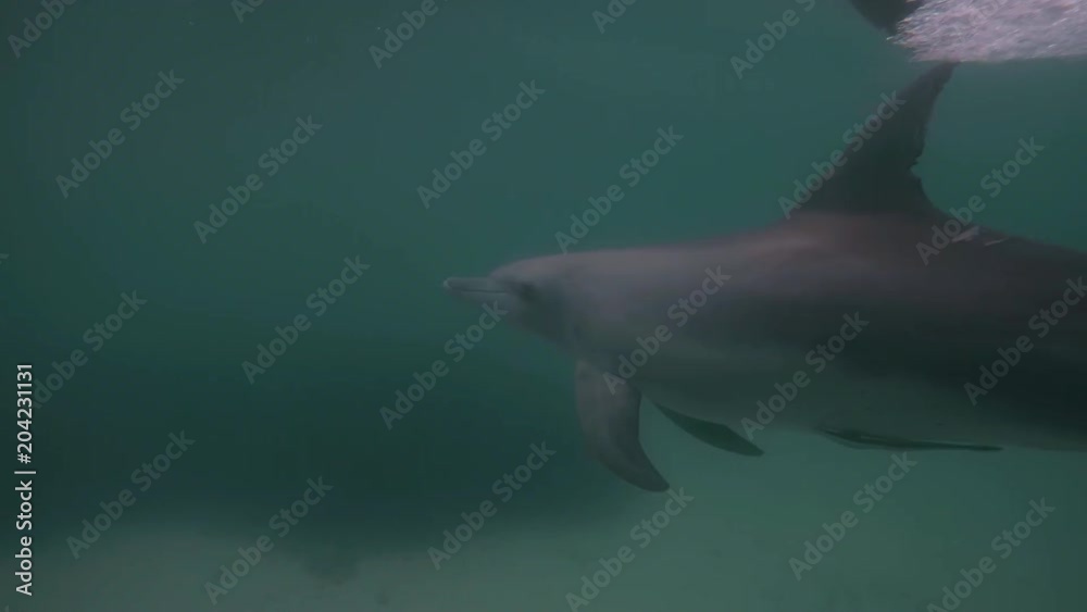 A slow motion shot of dolphins underwater while they swim freely in the ocean. A slow motion shot of dolphins underwater while they swim freely in the ocean.
