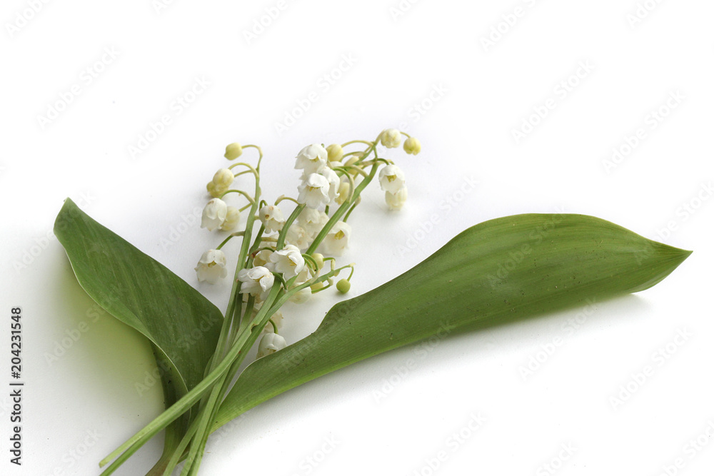 Obraz premium Muguet