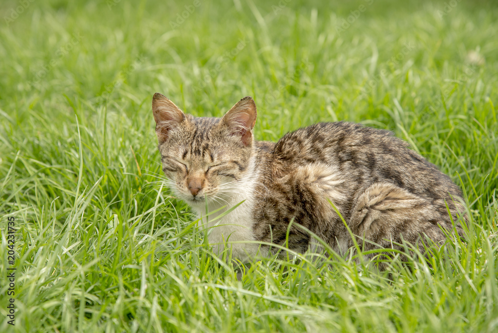 Cat sitting in the grass