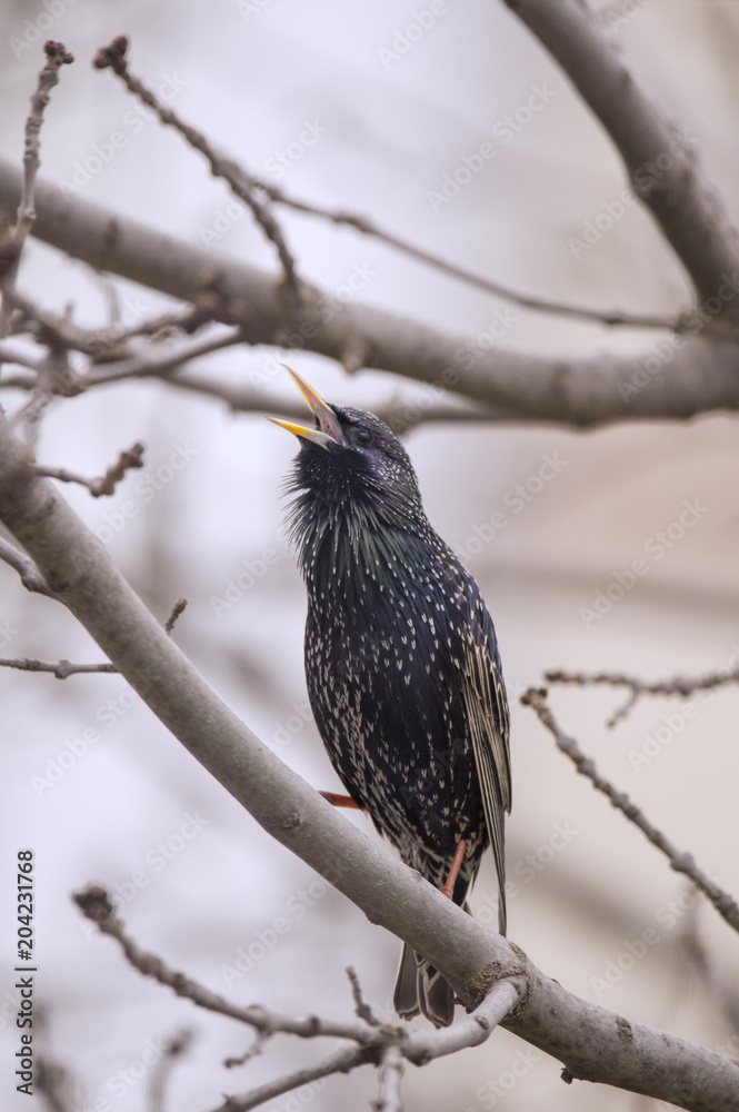 A common starling bird calling A common starling bird calling