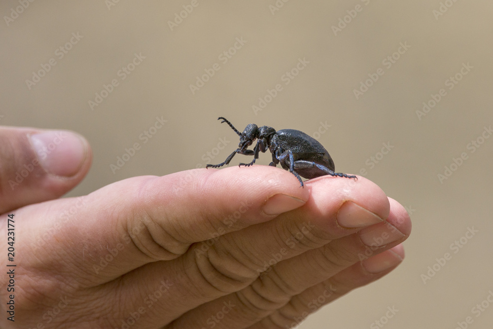 A small beetle in hands of a man