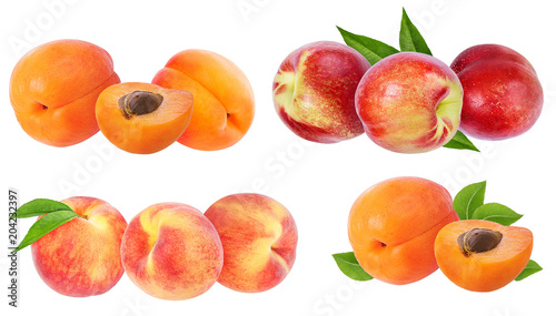 apricot isolated on white background