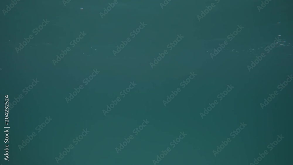 A slow motion shot of dolphins underwater while they swim freely in the ocean. A slow motion shot of dolphins underwater while they swim freely in the ocean.