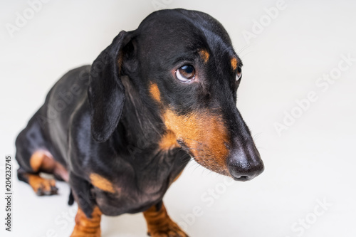 dog of the breed of dachshund, black and tan, looks guilty and scary to his master, on a gray background