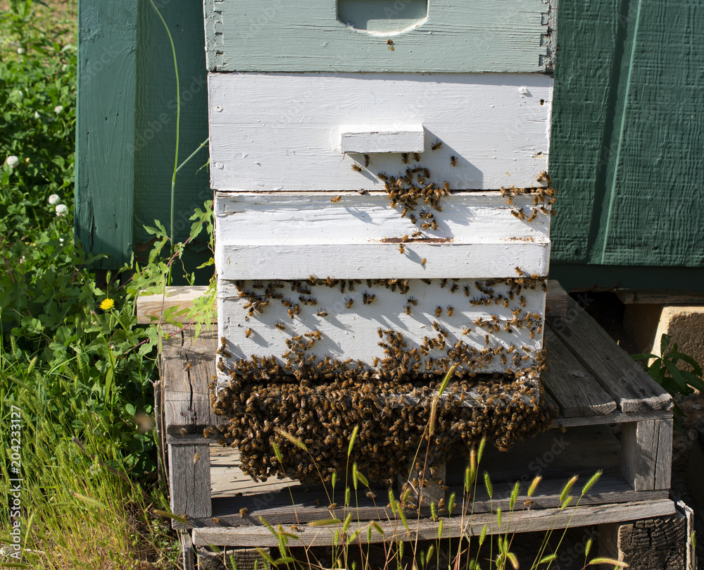 beehive beehive