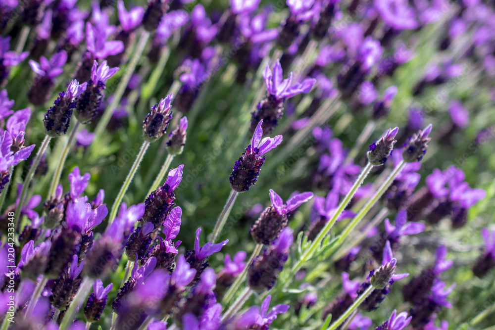 Obraz premium flower