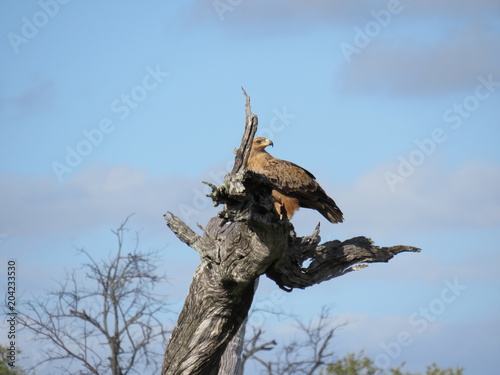 南アフリカにあるクルーガー国立公園のサバンナで生きるイーグル・鷲 photo