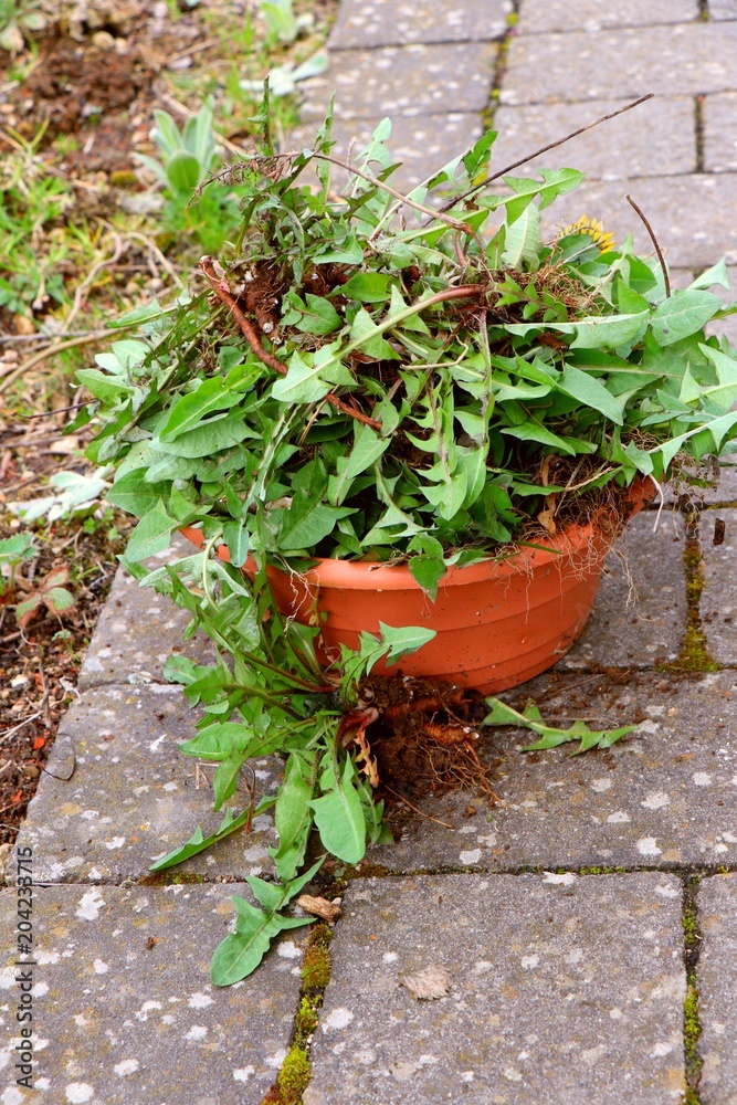 Weeding in german garden. Removed dandelion plants with roots in brown ceramik trash pot.