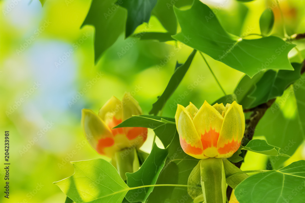 Fototapeta premium ユリノキの花 Tulip Tree