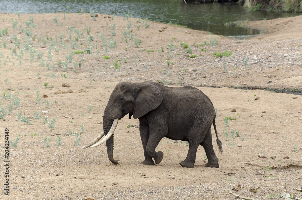 Fototapeta Eléphant d'Afrique, gros porteur, loxodonta africana, African elephant, Parc national Kruger, Afrique du Sud