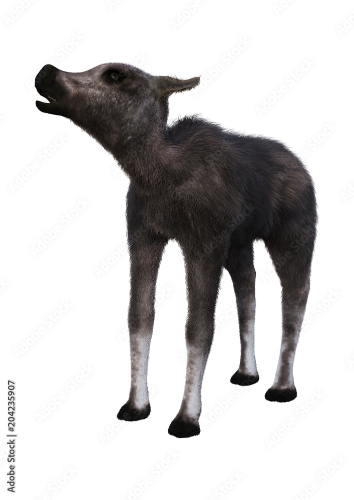 3D Rendering Caribou Calf on White 3D Rendering Caribou Calf on White