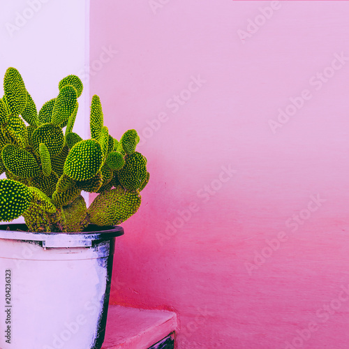 Fotografie Cactus. Cactus Garden.  Plants on pink content