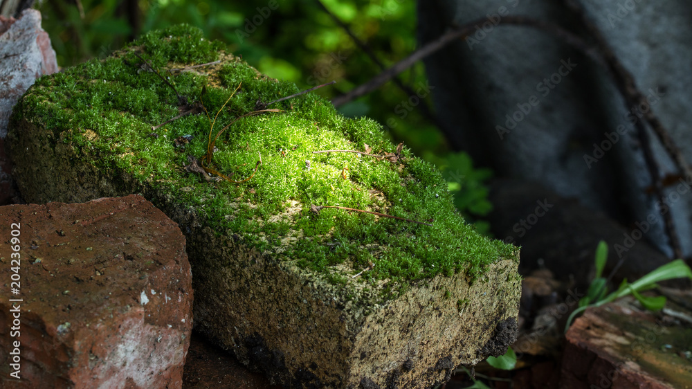 Beautiful Green Moss On A Brick Illuminated By A Ray Of Light.