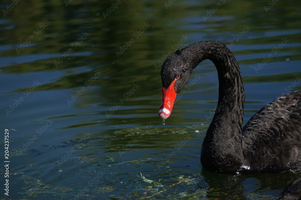 Obraz premium Black swan in water 