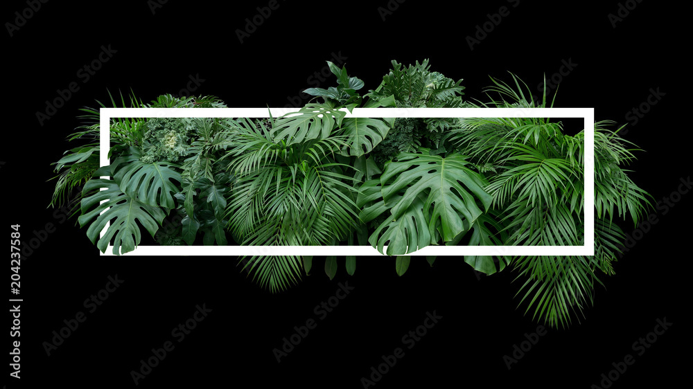 Fototapeta Tropikalny liści liści dżungli roślin krzew natura tło z białą ramą na czarnym tle.