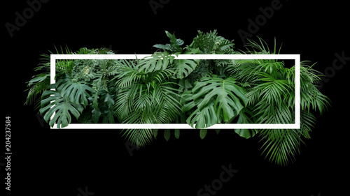 Plakat Tropikalny liści liści dżungli roślin krzew natura tło z białą ramą na czarnym tle.