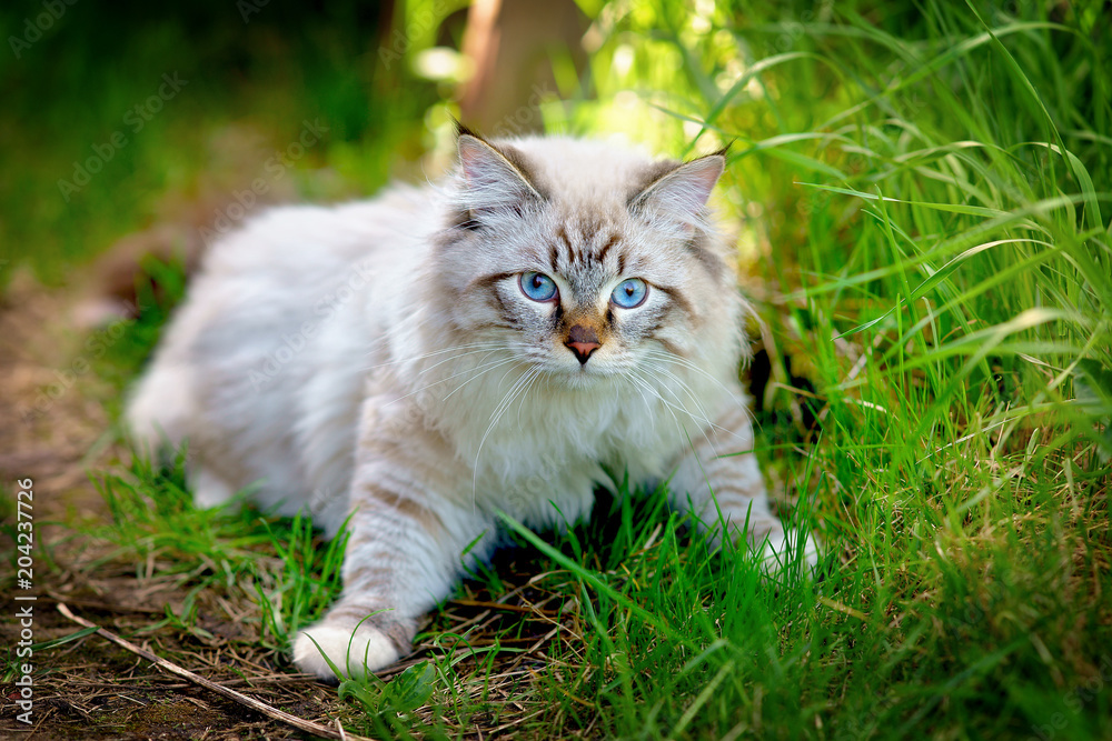 Neva masquerade (siberian) cat on green grass Neva masquerade (siberian) cat on green grass