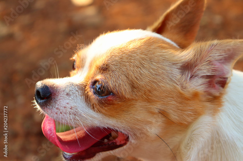 The dog tired after running and playing.