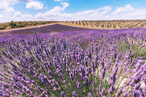 Beautiful image of lavender field.Lavender flower field image for natural background.Very nice view of the lavender fields  Provence Plateau Valensole.