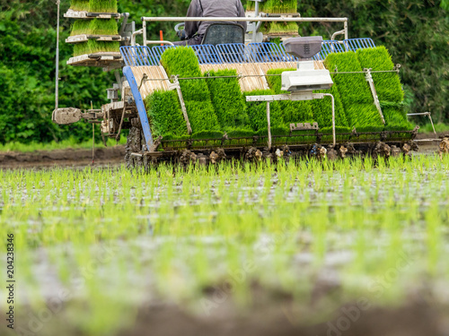 Rice planting by machine