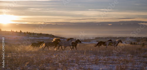 Mustangs Running at Sunset