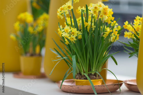 Fototapeta Naklejka Na Ścianę i Meble -  Yellow daffodils (also known as jonquils and narcissus) in a flower pot
