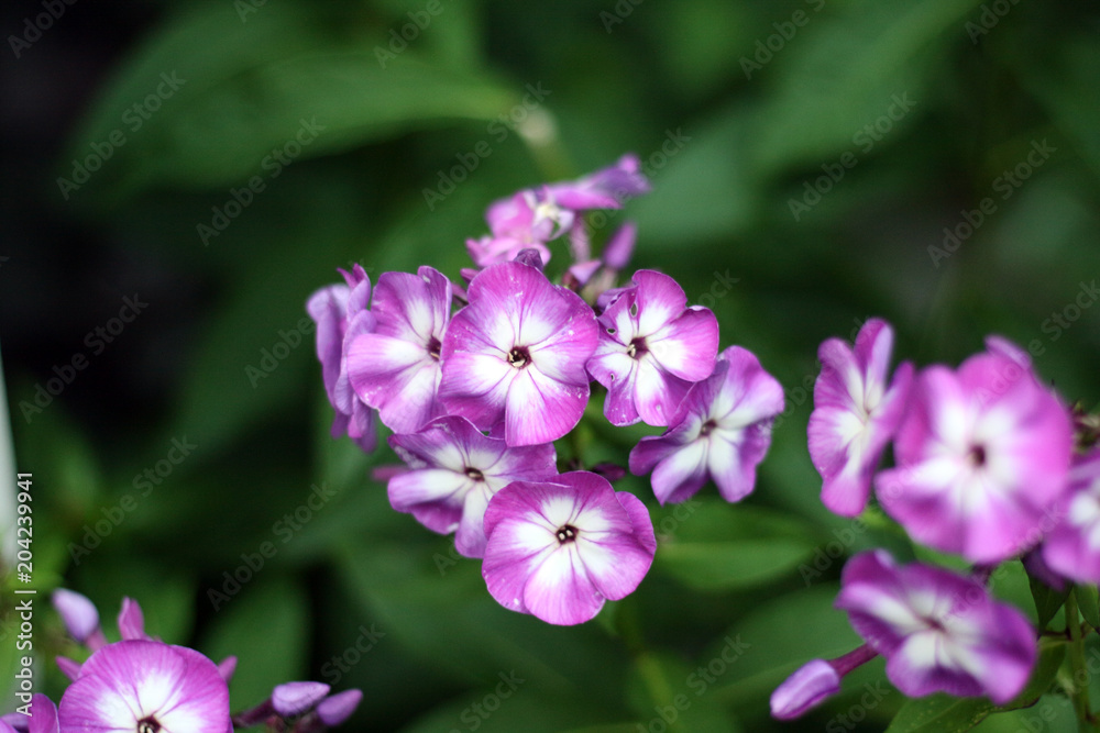 Purple Flowers