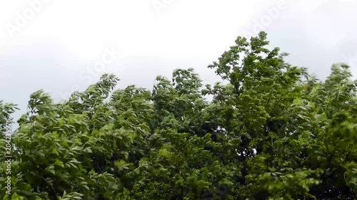 Wind blowing the elderflower tree, moving storm clouds on the sky.