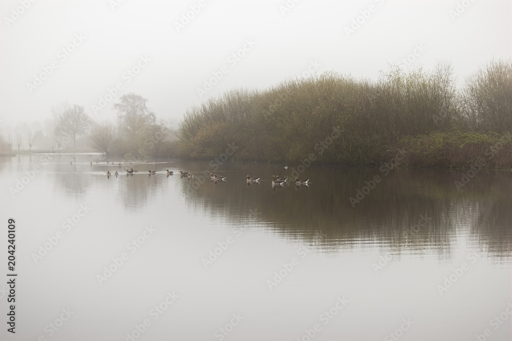 Canada geese in lake in the morning haze. Reeuwijk, the Netherlands.