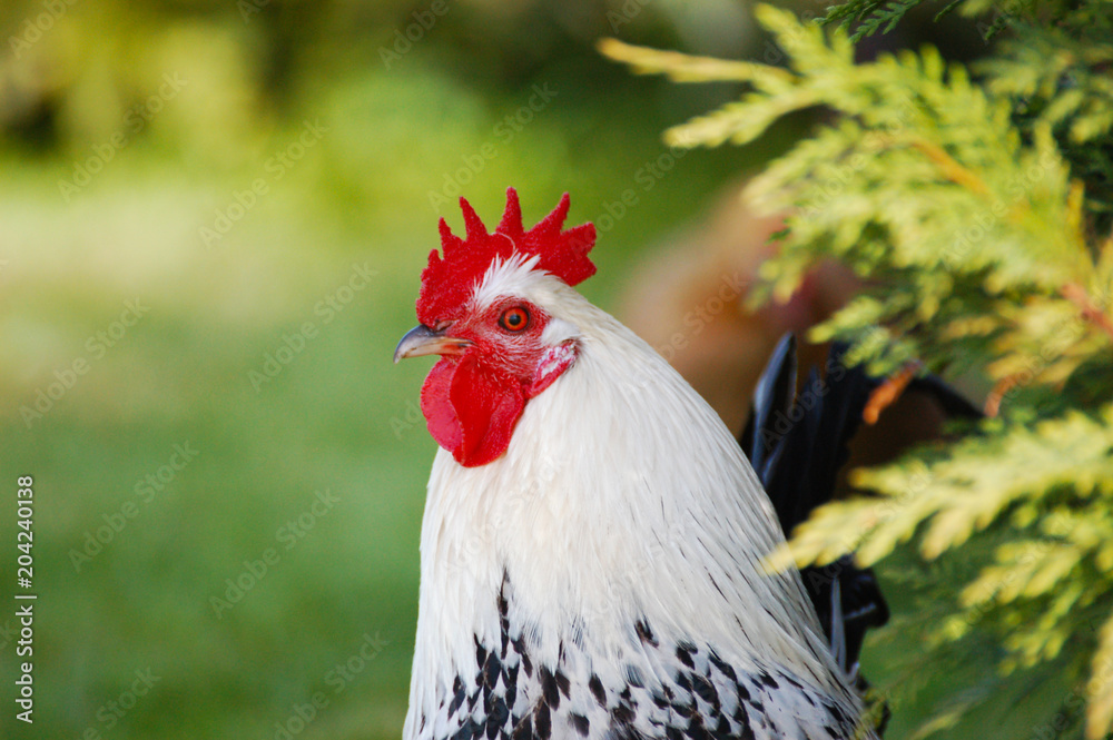 Close up of a rooster on a green background.
