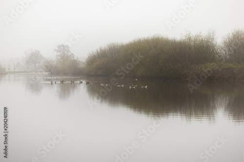 Canada geese in lake in the morning haze. Reeuwijk, the Netherlands.