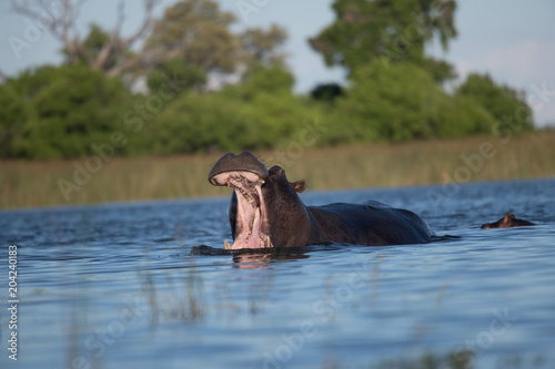 Hippo on the run on land in the Masai Mara National Park in Kenya (Hippopotamus amphibius)	