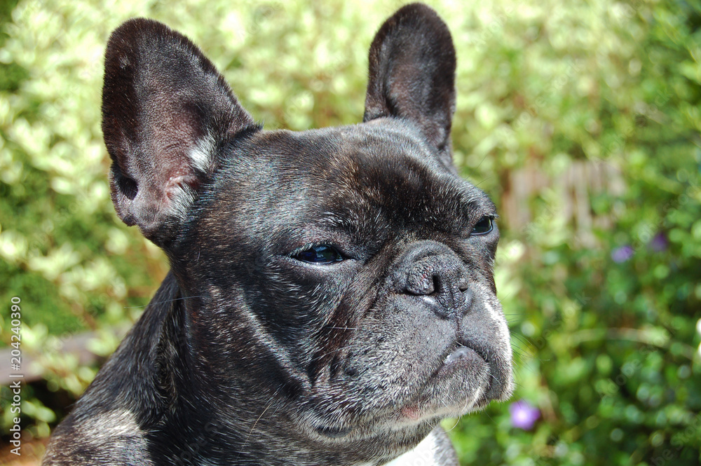 Female French bulldog in the garden looking in the distance.