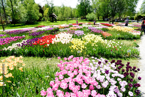 fioritura tulipani arboretum lubiana photo