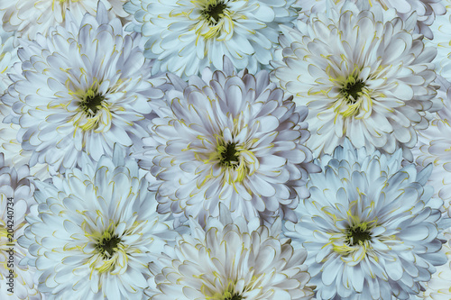 A bouquet of spring flowers of light blue chrysanthemums.  Background of flowers white-blue chrysanthemums close-up. For design. Nature.