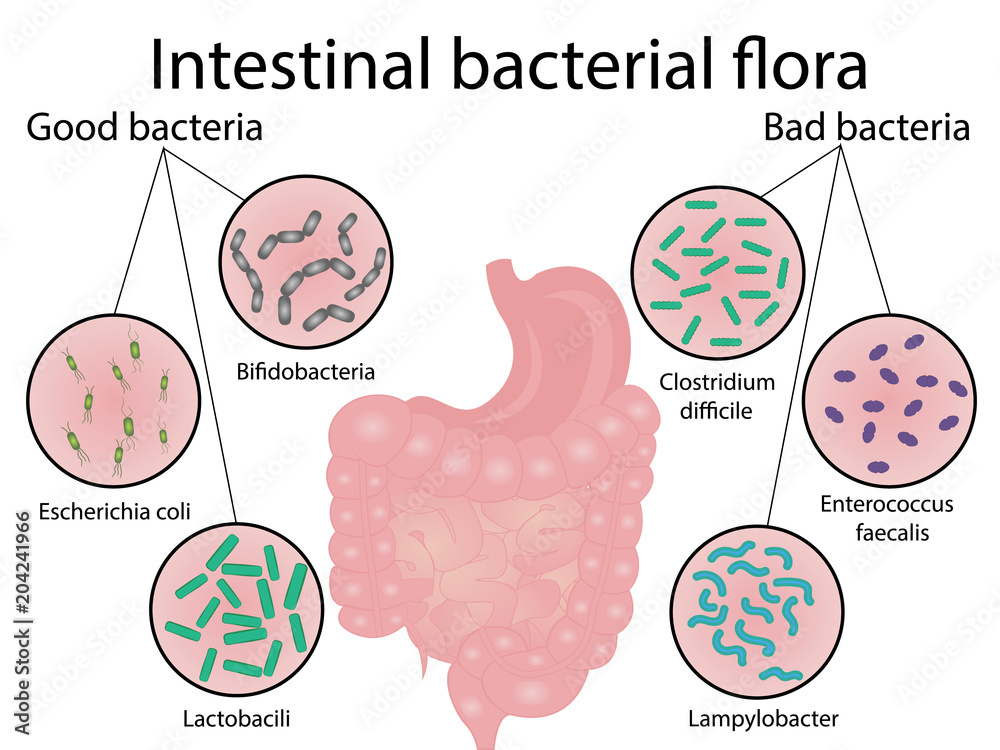 Intestinal Bacteria Flora Good And Bad Bacterias Vector Illustration 