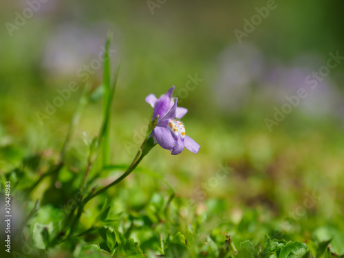 小さな野花のムラサキサギゴケ photo