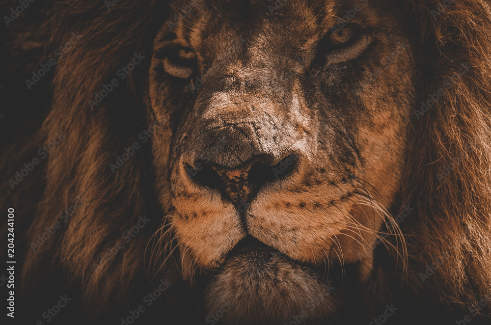 Naklejka premium Roaring like a Lion