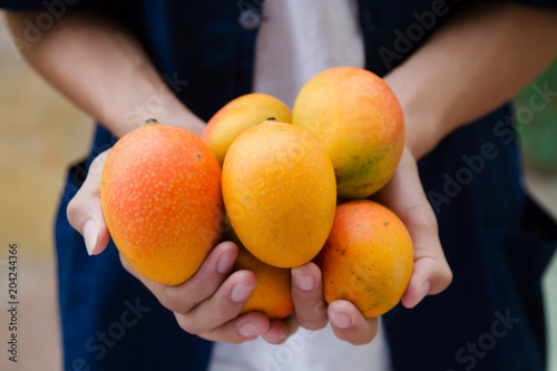 Fresh mango fruit on farmer's cupped hand
