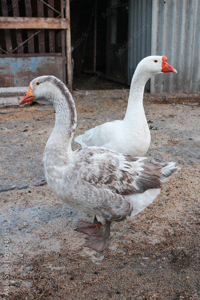 Two domestic goose in the yard. Geese looking in different directions Two domestic goose in the yard. Geese looking in different directions