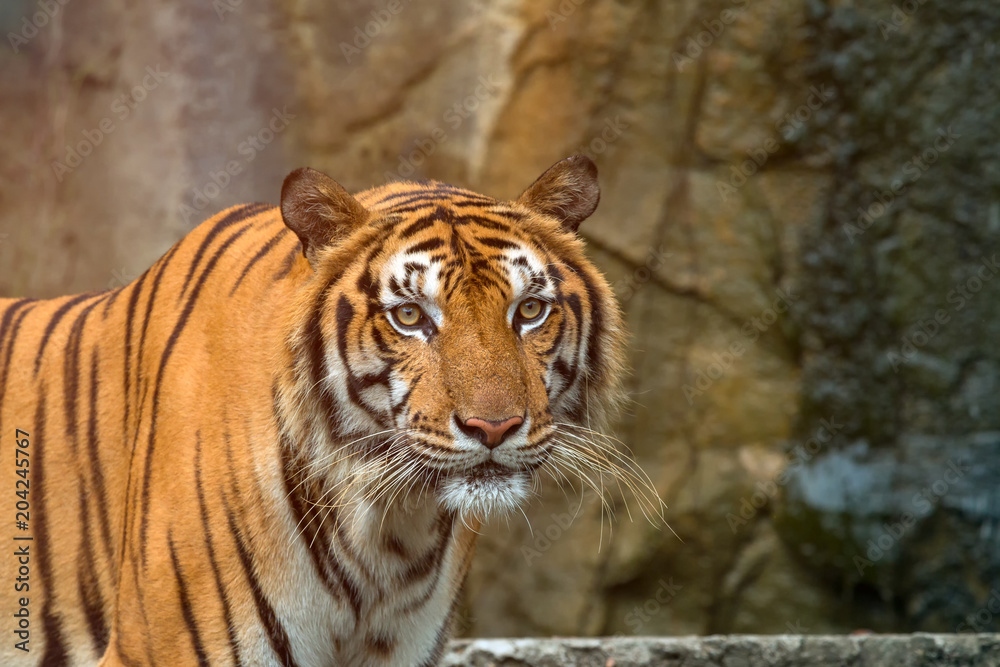 Fototapeta premium Zamyka up Indochiński Tygrys stoi przed jaskinią i patrzeje kamerę; Szata Panthera tigris corbetti jest żółta do jasnopomarańczowej z paskami od ciemnobrązowego do czarnego